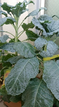 花の苗で 入荷したばかりの新鮮な苗を買うには 何曜日に店に行 Yahoo 知恵袋