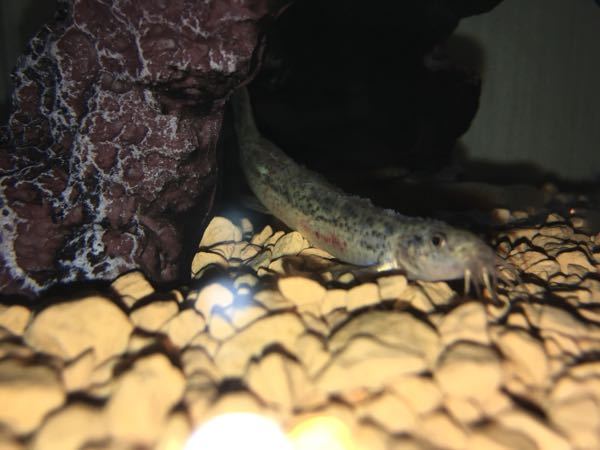 ドジョウの病気についてです すみませんこの病気の名前わかる方います Yahoo 知恵袋