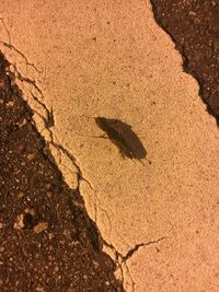 この虫の種類と名前は分かりますか 街灯の下で羽を広げて飛んでいたり Yahoo 知恵袋