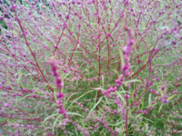庭に苗で初めて植えたコキアが紅葉してとても綺麗です 秋には枯 Yahoo 知恵袋