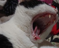 猫の サイレントニャー って本当なんですか 猫の声の出ない口パクの Yahoo 知恵袋