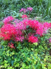 小学校の音楽の時間に かきに赤い花咲く いつかのあの家 Yahoo 知恵袋