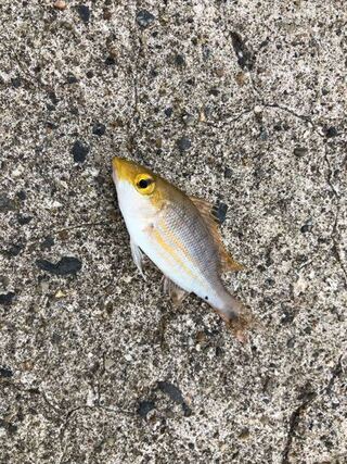 これは何という魚でしょうか イサキの稚魚でしょうか イサキの稚魚じ Yahoo 知恵袋