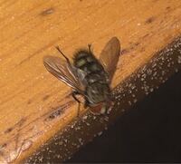 ハエの飛び方について 前から気になっていたことがあります ハエのと Yahoo 知恵袋