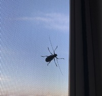 小豆についた虫 先日 実家からもらった小豆を半分使って残りの半分を袋を縛っ Yahoo 知恵袋