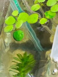 メダカの水槽の中にある水草に緑のプルプルしたのが増えてきたんですがこれっ Yahoo 知恵袋