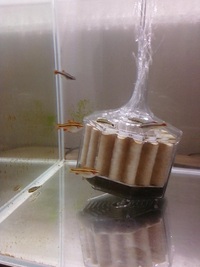 水槽のエアーポンプが浮きます 最近 金魚を飼い始めたんですが Yahoo 知恵袋