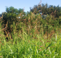 道端にある麦のような穂を持っている植物ですが これはなんという植物 Yahoo 知恵袋