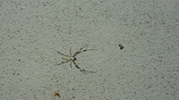 今朝、家の側に大きめの蜘蛛が居ました。
あまり見たことはない蜘蛛だったので、名前を知りたいのですが…
お分かりになる方、教えて下さい！ 