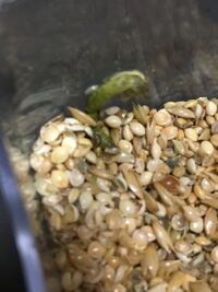 【画像あり】文鳥が緑色の糞を …