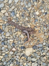 ヘビの頭だけを食べる動物ド田舎に住んでるので ヘビなど全く珍しくはないのですが Yahoo 知恵袋