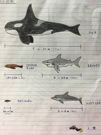 シャチは英語で何というのか教えて下さい 英名 Killerwhale Yahoo 知恵袋