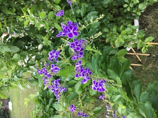 庭木の花の名前を教えてください実家の植木に花が咲いたのですが Yahoo 知恵袋
