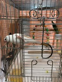 白文鳥の7ヶ月を飼ってます 最近寒いので 保温電球とサーモスタッド Yahoo 知恵袋