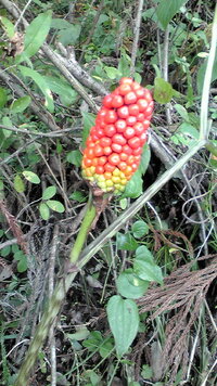 山でこんな植物を見つけました 赤い実がブツブツ付いていました 何という植物で Yahoo 知恵袋