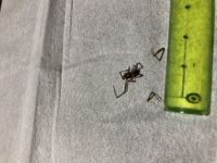 家の中に蜘蛛 赤茶色で足がやや長くスレンダーな蜘蛛です 害 Yahoo 知恵袋