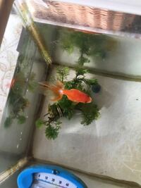 金魚の尾が切れているみたいですが治るのでしょうか 治りますよ Yahoo 知恵袋