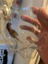 画像あり お風呂場に蛾 が出てきたました 昨日 お風呂 Yahoo 知恵袋