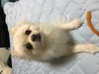 生まれつき鼻が黒く無いと言う理由で割り引きされた犬 ﾎﾟﾒﾗﾆｱﾝ ｸﾘｰﾑ Yahoo 知恵袋