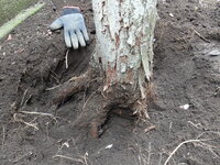 庭の6本のヒバの木が枯れたので伐採しようとしています 根を抜くのに Yahoo 知恵袋