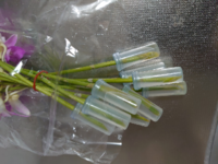 デンファレの切り花を購入したら 試験管の様なものが付いてきました Yahoo 知恵袋