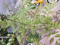 シマトネリコの同種の植物について教えてください 庭に高さ2 3ｍくらいのシ Yahoo 知恵袋