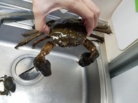 カニ海釣りに行ってもずくガニ がいたんですけど食べれますか Yahoo 知恵袋