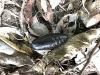 スズメガの幼虫について 庭木についていた幼虫を子ども達の希望により 虫籠で飼 Yahoo 知恵袋