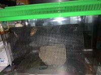 イエアメガエルを今日お迎えしたのですが 夜ゲージの中でガタンガ Yahoo 知恵袋