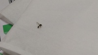 虫が殺せません 私はおかしいのでしょうか 部屋に入ってきた小さな虫 Yahoo 知恵袋