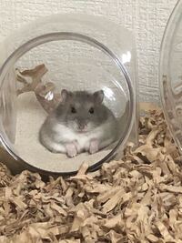 ハムスターの寝方についてです つい先程お迎えしたハムスターなのです Yahoo 知恵袋