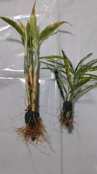 観葉植物が枯れて来たので植え替えをしようとしたら 中から吸水スポンジのオア Yahoo 知恵袋