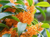 キンモクセイって臭いですよね 特に今の時期 きんもくせいは Yahoo 知恵袋