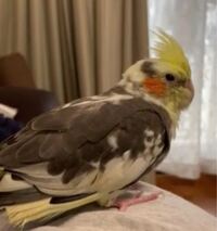 オカメインコのメスはおしゃべりはしませんか 生後8カ月ほどのオカメインコ Yahoo 知恵袋