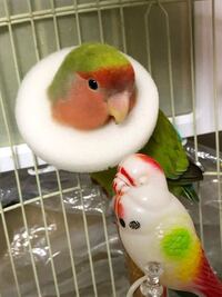 コザクラインコを飼おうと考えています オスとメスで なつきやすいとかなつ Yahoo 知恵袋