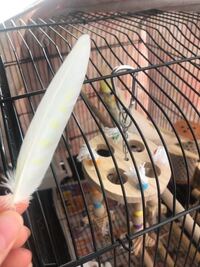 オカメインコが 杉板をかじって食べています 食べても大丈夫なのでしょうか Yahoo 知恵袋