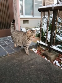 ネコに人間が食べている サラミやカルパスを食べさせても大丈夫なんですか Yahoo 知恵袋