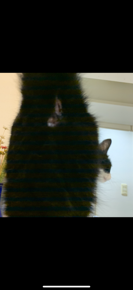 飼い猫がカメムシを攻撃！飼い猫の手に物凄い臭いが染み付いてます本人 