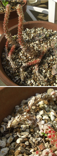 子持ち蓮華多肉植物多肉植物 初心者です枝垂れた感じが可愛くて購入し Yahoo 知恵袋