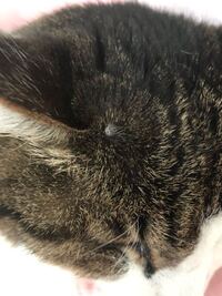 飼い猫の頭を撫でていたら何か小さい粒 みたいなものに違和感を Yahoo 知恵袋