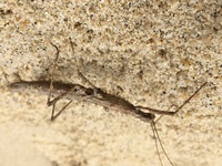 ミズカマキリの餌について教えてください 現在うちではミズカマキリ成虫を番 Yahoo 知恵袋