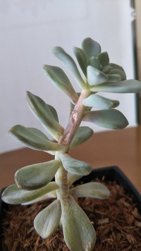 多肉植物のマハラジャが根腐り 茎腐り してしまいました 復活出来る方法は Yahoo 知恵袋