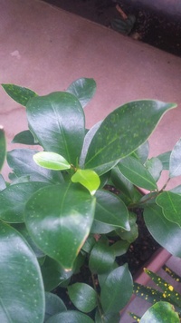 観葉植物に虫がわかないようにするには 小さめの観葉植物を室内で Yahoo 知恵袋