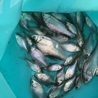 霞ヶ浦でタナゴ釣りました ほとんどがタイリクバラタナゴで少しだけヤリタナ Yahoo 知恵袋