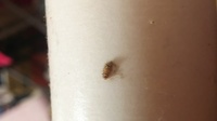 寝室にヒメマルカツオブシムシの幼虫が発生してしまいました はじめ Yahoo 知恵袋