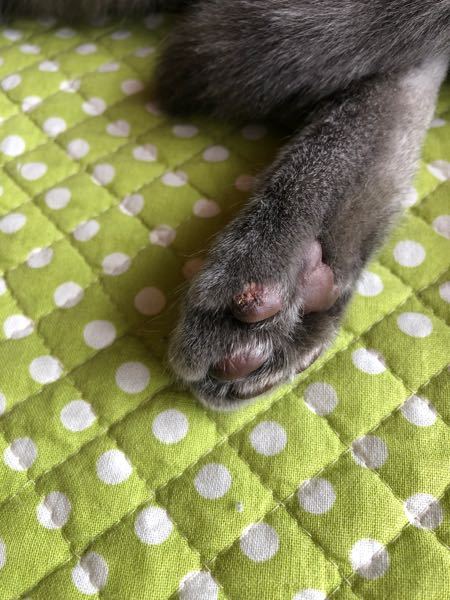 猫の後ろ足の肉球なんですが、 - ただれたような？感じになって 