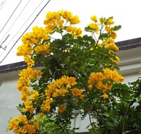 この花の名前を教えてください 屋久島のお宅の玄関先にありました コ Yahoo 知恵袋