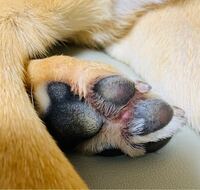 犬の肉球が剥がれました ３歳の北海道犬です 先日から後足の肉球の Yahoo 知恵袋