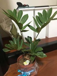 Foliageplant 観葉植物という意味 の読み方 Yahoo 知恵袋