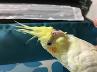 オカメインコで おもちゃをあげようかなと思っているのですが オススメはあり Yahoo 知恵袋